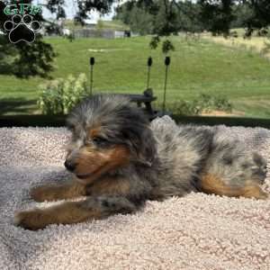 Bella, Mini Bernedoodle Puppy
