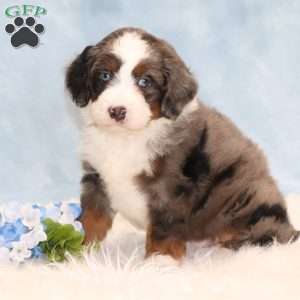 Jesse, Mini Bernedoodle Puppy