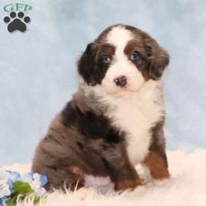 Jesse, Mini Bernedoodle Puppy
