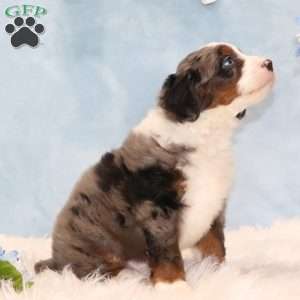 Jesse, Mini Bernedoodle Puppy