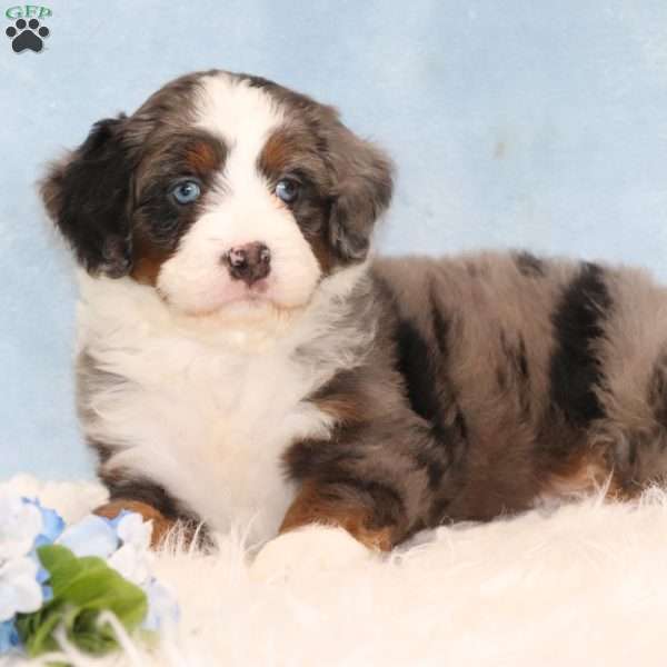 Jesse, Mini Bernedoodle Puppy