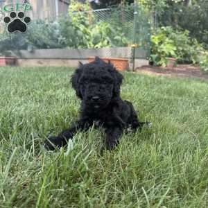 Holly, Sheepadoodle Puppy