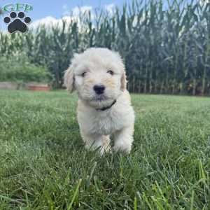Otis, Sheepadoodle Puppy