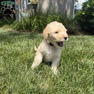 Otis, Sheepadoodle Puppy
