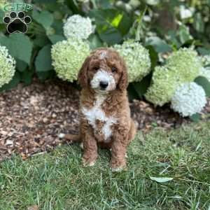 Bruno, Mini Goldendoodle Puppy