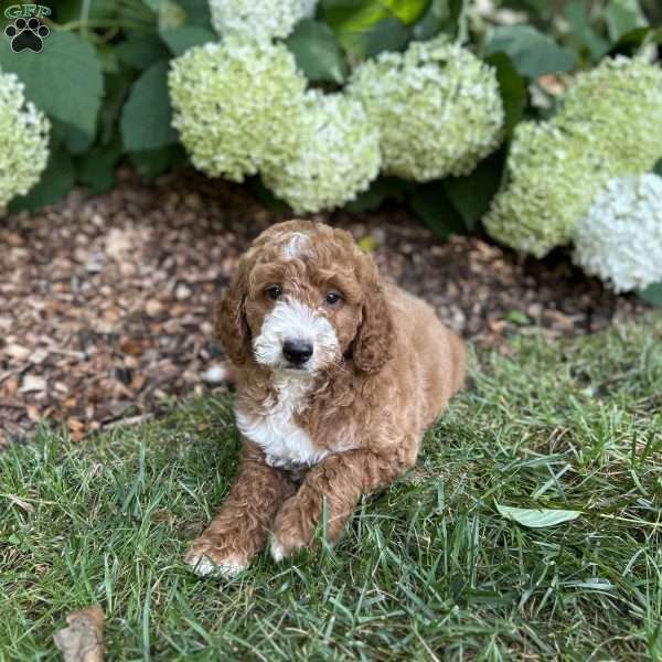 Bruno, Mini Goldendoodle Puppy