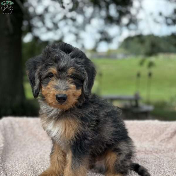Baxter, Mini Bernedoodle Puppy