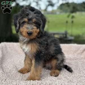Baxter, Mini Bernedoodle Puppy