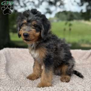 Baxter, Mini Bernedoodle Puppy