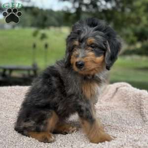 Baxter, Mini Bernedoodle Puppy
