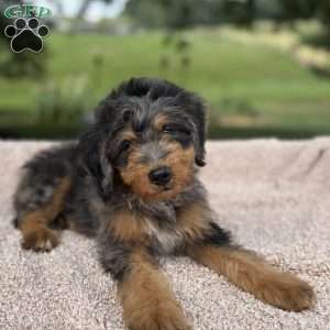 Baxter, Mini Bernedoodle Puppy