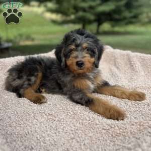 Baxter, Mini Bernedoodle Puppy