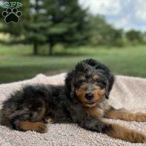 Baxter, Mini Bernedoodle Puppy