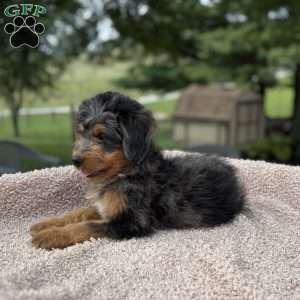 Baxter, Mini Bernedoodle Puppy