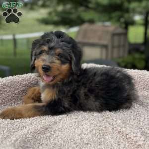 Baxter, Mini Bernedoodle Puppy