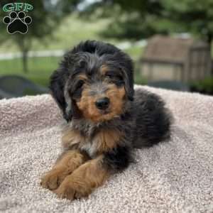 Baxter, Mini Bernedoodle Puppy