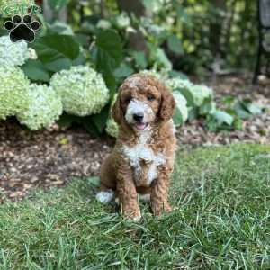Bruno, Mini Goldendoodle Puppy