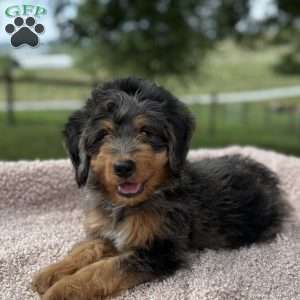 Baxter, Mini Bernedoodle Puppy