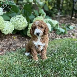 Bruno, Mini Goldendoodle Puppy