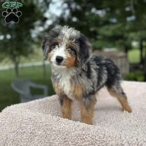Cooper, Mini Bernedoodle Puppy