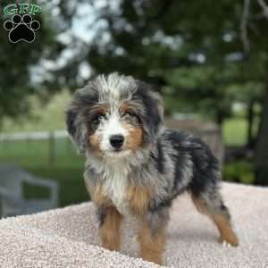 Cooper, Mini Bernedoodle Puppy