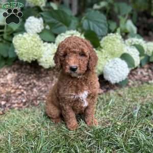 Marshall, Mini Goldendoodle Puppy