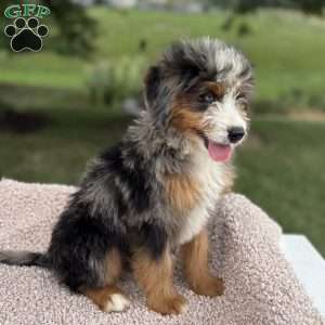 Cooper, Mini Bernedoodle Puppy