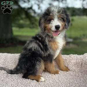 Cooper, Mini Bernedoodle Puppy