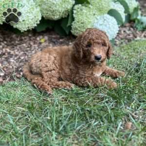 Marshall, Mini Goldendoodle Puppy