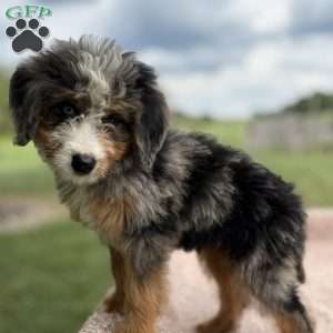Cooper, Mini Bernedoodle Puppy