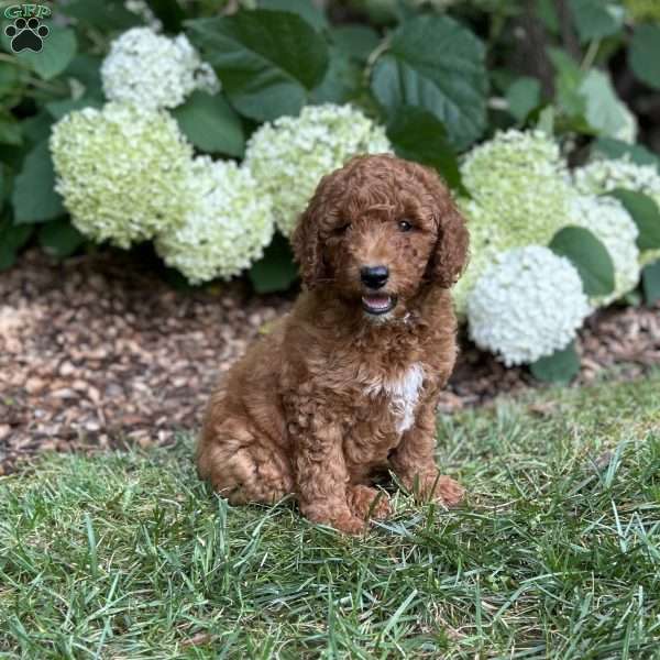 Marshall, Mini Goldendoodle Puppy