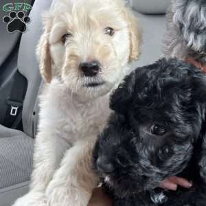 Otis, Sheepadoodle Puppy