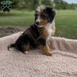 Cooper, Mini Bernedoodle Puppy