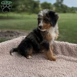 Cooper, Mini Bernedoodle Puppy