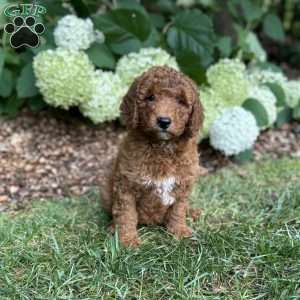 Marshall, Mini Goldendoodle Puppy