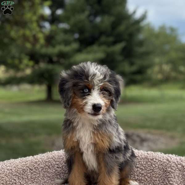 Cooper, Mini Bernedoodle Puppy