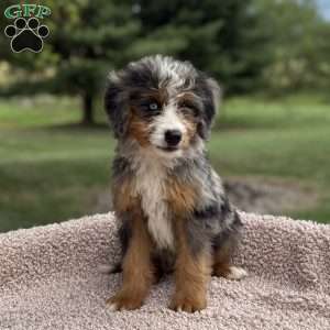 Cooper, Mini Bernedoodle Puppy
