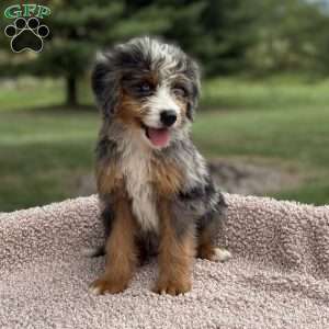 Cooper, Mini Bernedoodle Puppy