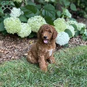 Marshall, Mini Goldendoodle Puppy