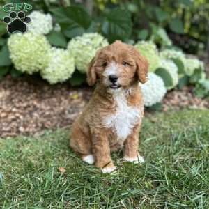 Biscuit, Mini Goldendoodle Puppy