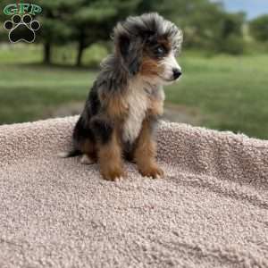 Cooper, Mini Bernedoodle Puppy