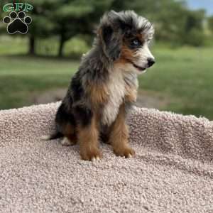 Cooper, Mini Bernedoodle Puppy