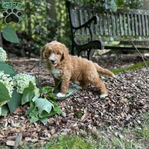 Biscuit, Mini Goldendoodle Puppy