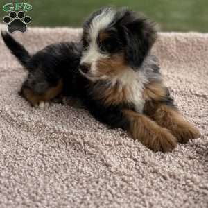 Leo, Mini Bernedoodle Puppy