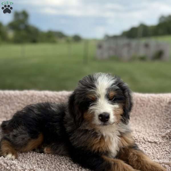Leo, Mini Bernedoodle Puppy