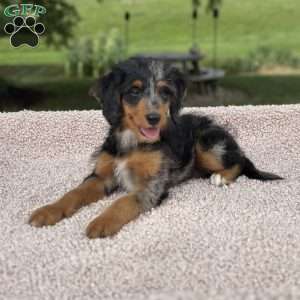 Sophia, Mini Bernedoodle Puppy