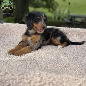 Sophia, Mini Bernedoodle Puppy