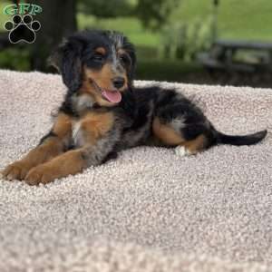 Sophia, Mini Bernedoodle Puppy