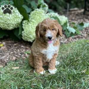 Biscuit, Mini Goldendoodle Puppy