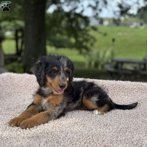Sophia, Mini Bernedoodle Puppy